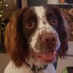 Loki, Springer spaniel inglés