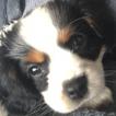 Oups, Cavalier King Charles Spaniel