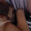 Dyna, Pastor Belga Malinois