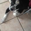 Ouzo, Border Collie