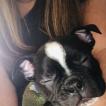 Frankie, Boston Terrier