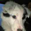 Orphée, Border Collie