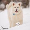 Robi, Akita Japonés
