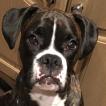 Ziggy, Boxer