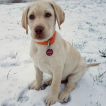 Nemo, Labrador Retriever