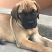 Bahu, Bullmastiff