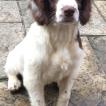 Archie, English Springer Spaniel