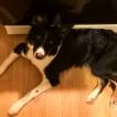 Sebby, Border Collie