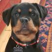 Jarrah, Rottweiler