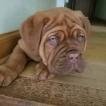 Zoey, Dogue de Bordeaux