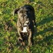 Oxy, Cane Corso