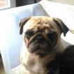 Maki, Carlino