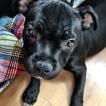 Dream Lightning Kill Bill Black, Staffordshire Bull Terrier