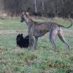 Echo, Whippet