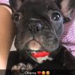 Obama, Buldogue Francês