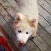 Moko, Akita Japonés