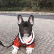 Hei Hei, Bulldog Francés