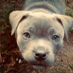 Shadie, Staffordshire Bull Terrier