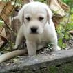 Pheagle, Labrador Retriever
