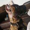 Drogo, Cane Corso