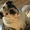 Benthley, Englische Bulldogge