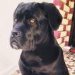 Enzo, Cane Corso
