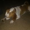 Ella Mae Tate, Beagle