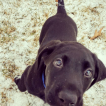 Mack, Labrador Retriever