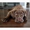 Thor, Cane Corso