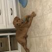 Nova, Labrador Retriever