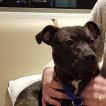 Louis, Staffordshire Bull Terrier