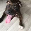Ojoyce, Staffordshire Bull Terrier