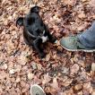 Odka, Staffordshire Bull Terrier