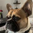 Ohmel, Bulldog Francés