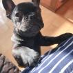 Titan, Bouledogue francese
