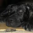 Oshka des terres du sud sauvage, Presa canario