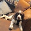 Teagan, Springer Spaniel Inglese