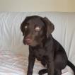 Troy, Labrador Retriever