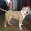Spike