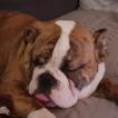 Orson, Bulldog