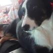 Dobby, Border Collie