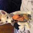 King Skyler, Husky Siberiano
