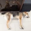Kona, Shiba Inu Japonés