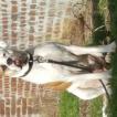 Neka, Bulldog americano