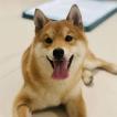 Pizza, Shiba Inu Japonés