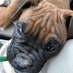 Wyatt Lazar, Boxer