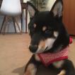 Oji, Shiba Inu Japonés