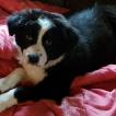 Obi, Border Collie