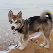 Rhodey, Malamute De Alaska