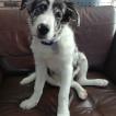 Flip, Border Collie